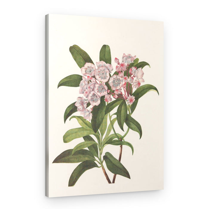 Mountain Laurel From North American Wildflowers (1925) By Mary Vaux Walcott – Canvas Print