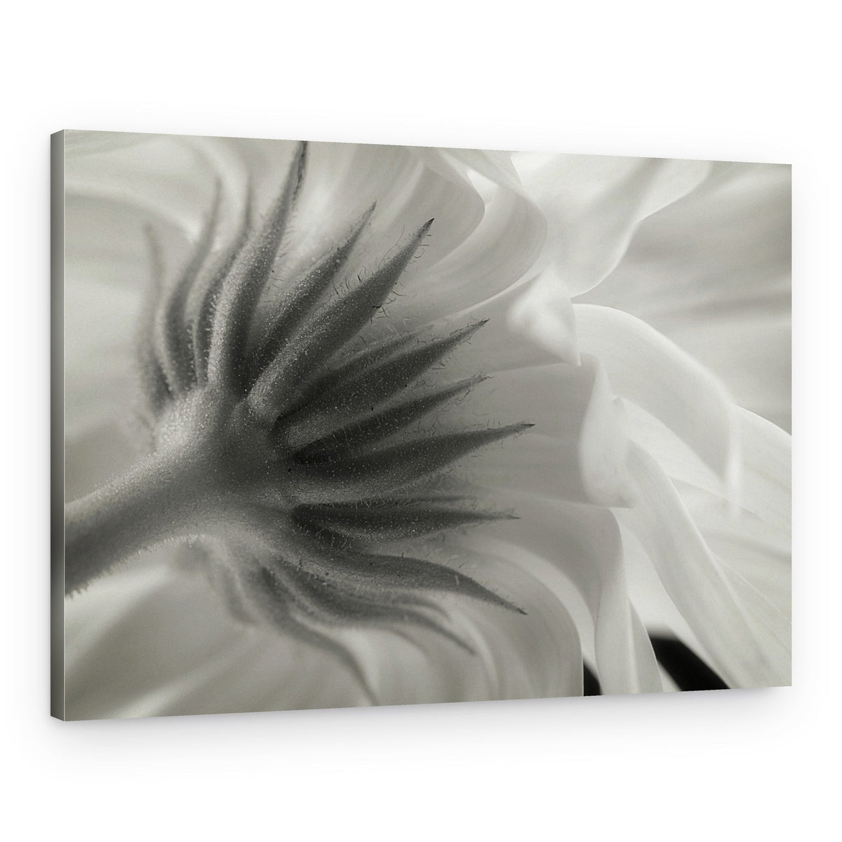 Gentle Petal Underside – Canvas Print