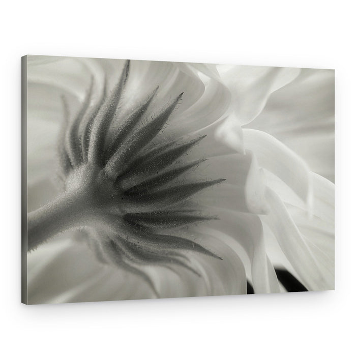 Gentle Petal Underside – Canvas Print
