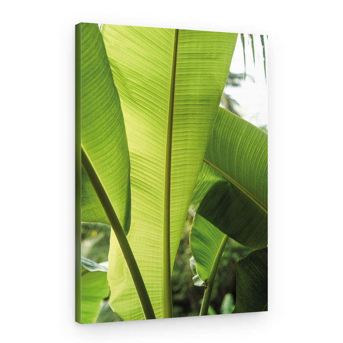 Tropical Banana Leaves – Canvas Print