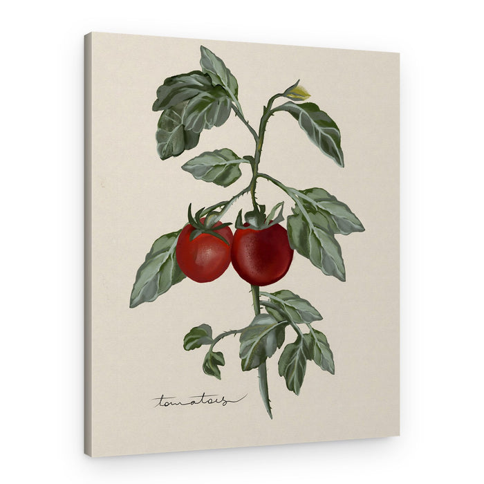 Ripe Tomatoes On Vine – Canvas Print