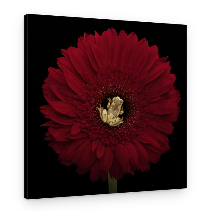 Red Flower Frog – Canvas Print