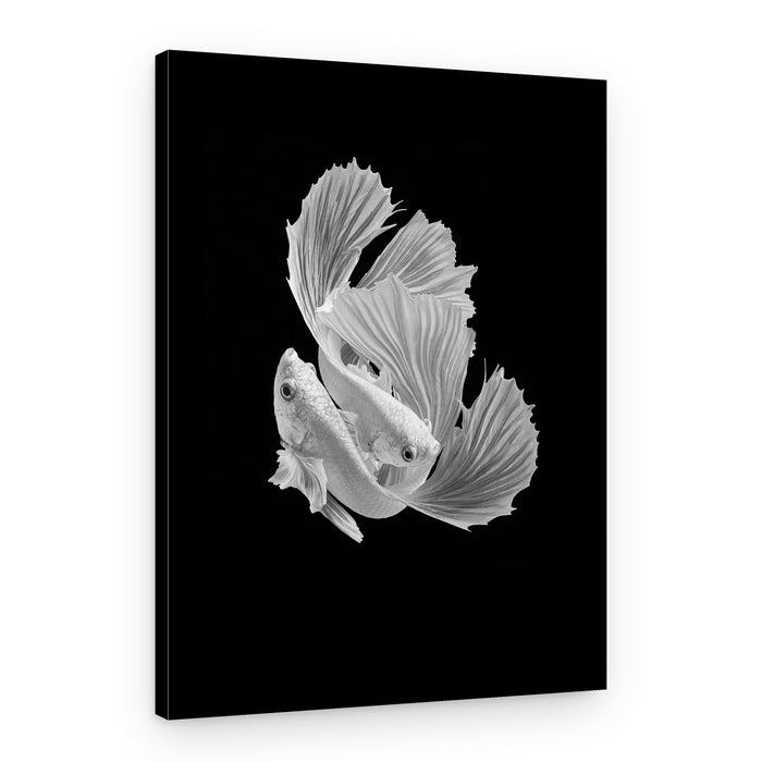 Betta Fish Dance – Canvas Print