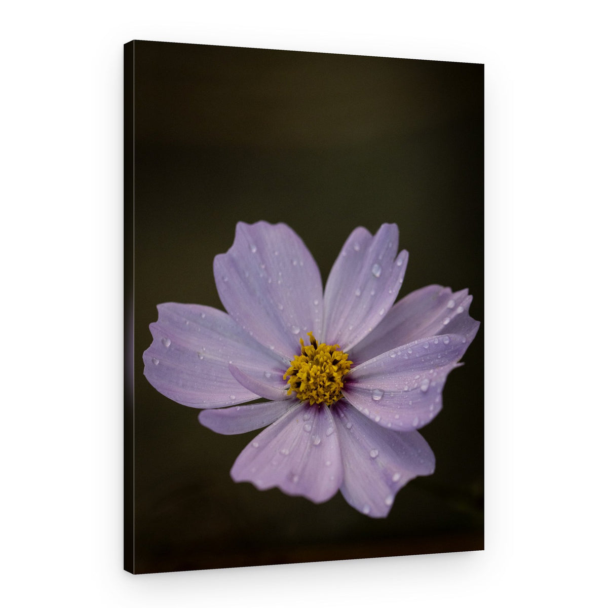 Fresh Cosmos Drops – Canvas Print