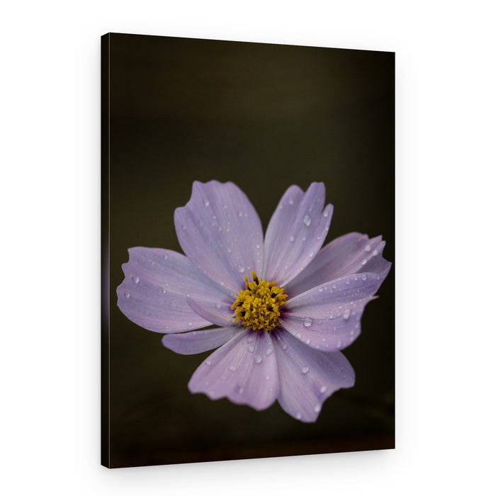 Fresh Cosmos Drops – Canvas Print