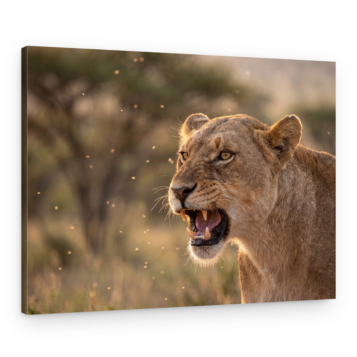 Snarling Lioness Sunset – Canvas Print
