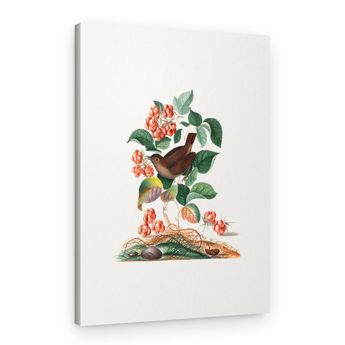 Eurasian Wren – Canvas Print