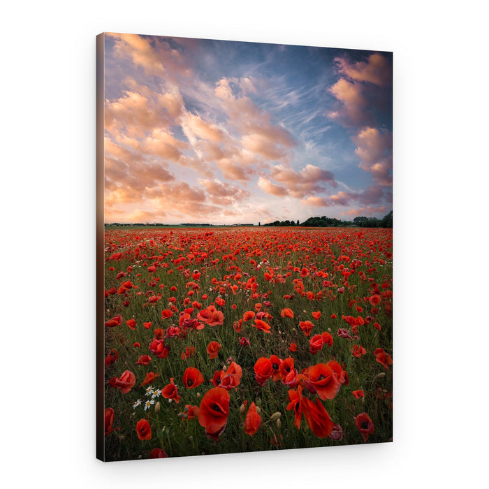 Poppy Field Sunset – Canvas Print