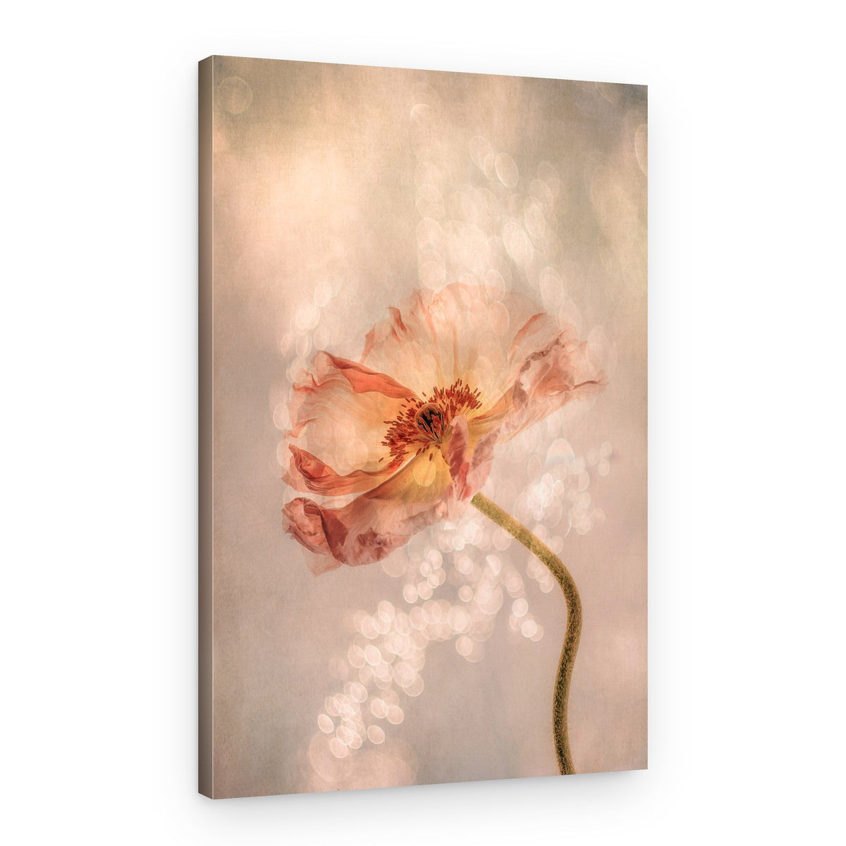 Dreamy Peach Poppy – Canvas Print