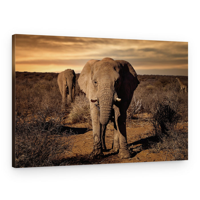 Elephants Golden Hour – Canvas Print