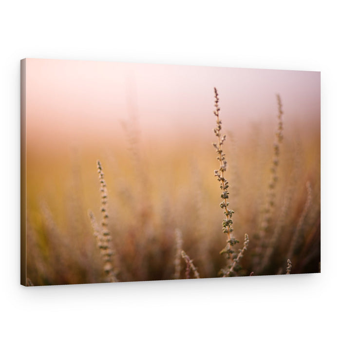 Blush Field Serenity – Canvas Print