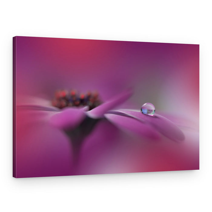 Purple Flower Dewdrop – Canvas Print