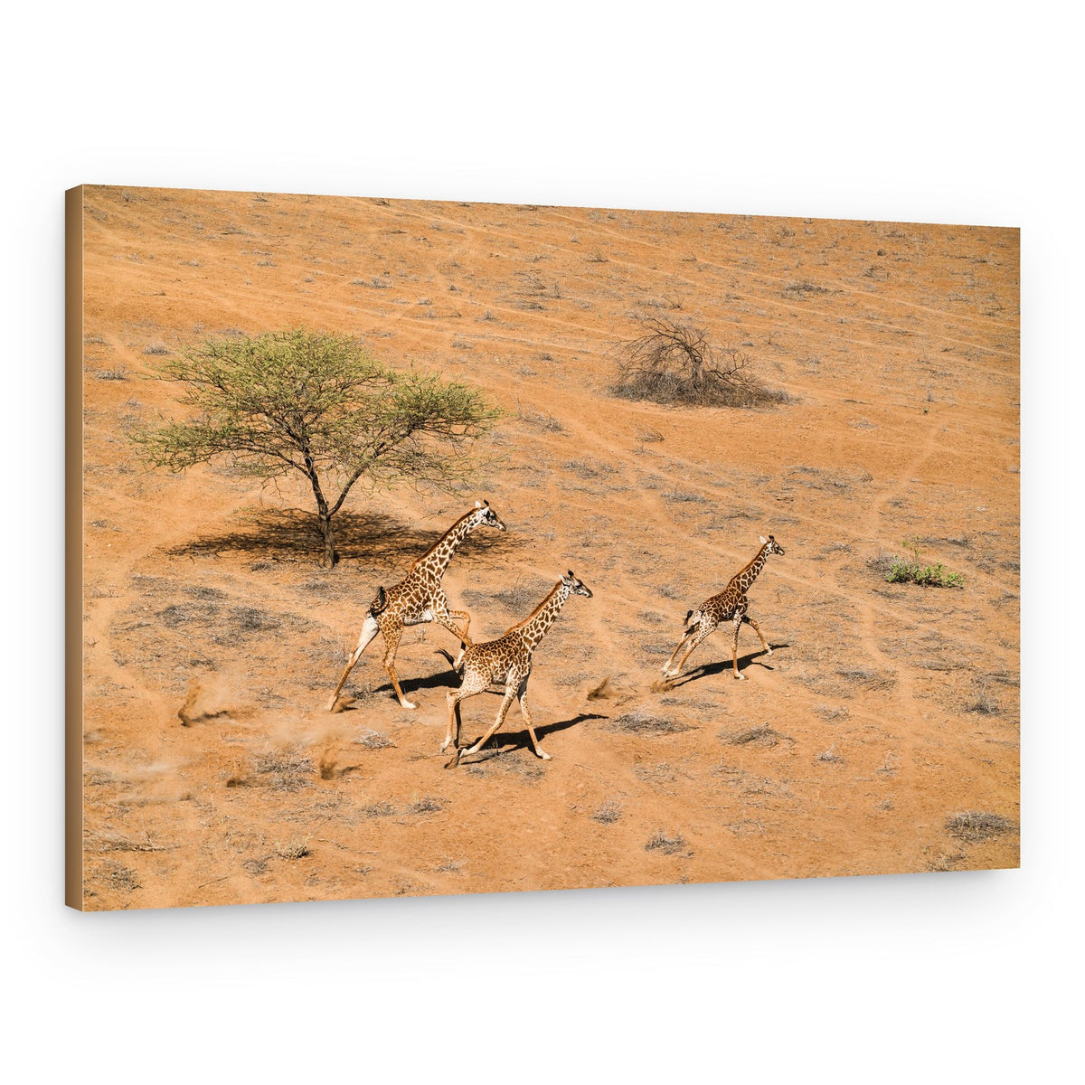 Three Giraffes Run – Canvas Print