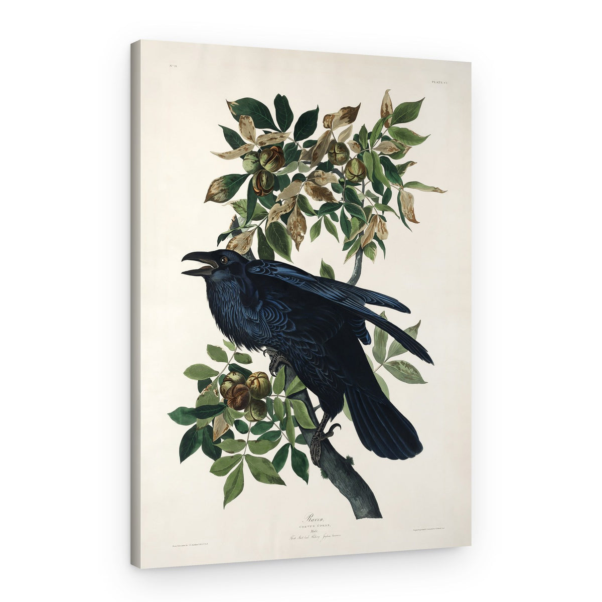 Raven From Birds of America (1827) – Canvas Print