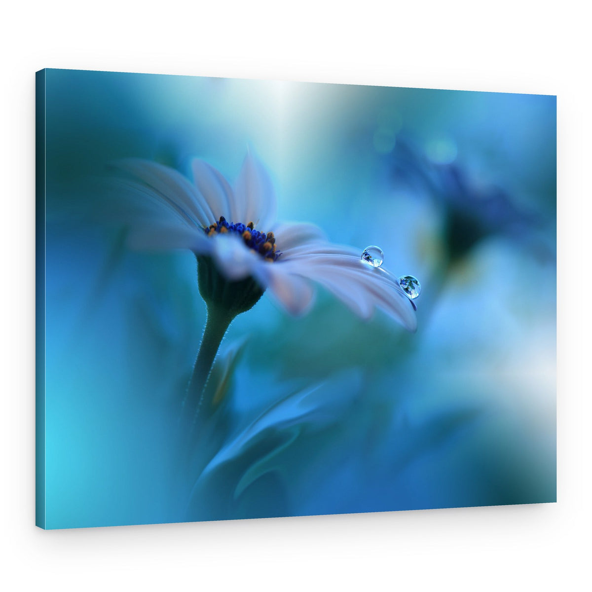 Delicate Dewy Daisy – Canvas Print