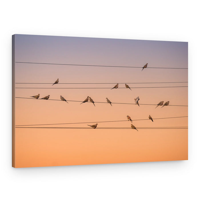 Peaceful Doves Golden Hour – Canvas Print