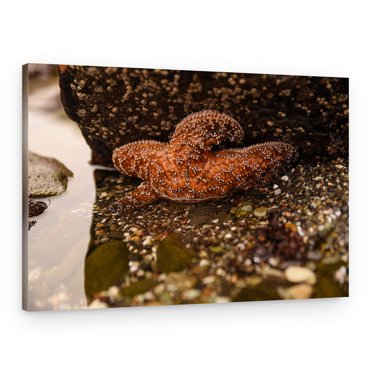 Starfish in Tide Pool – Canvas Print