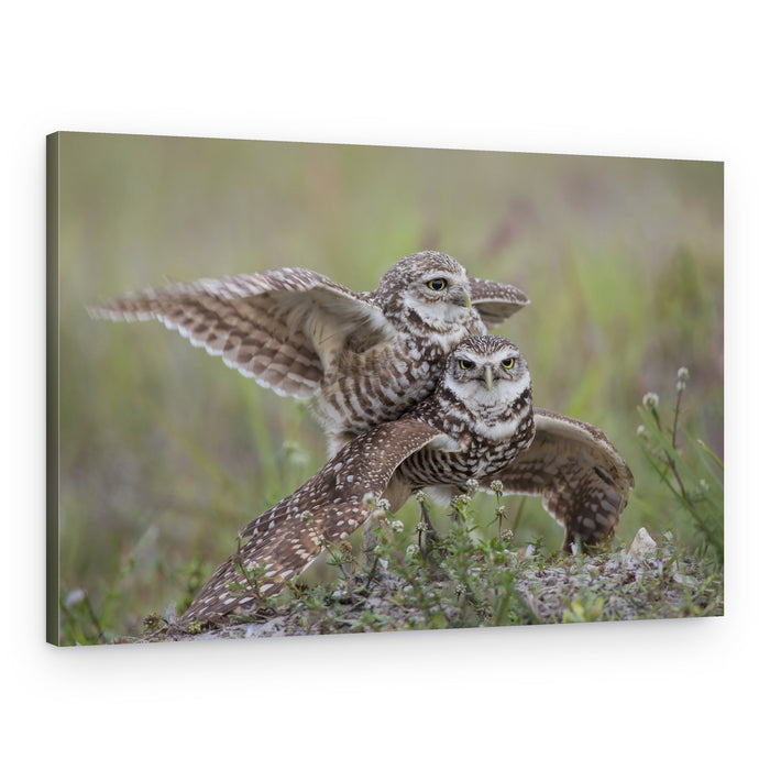 Burrowing Owls Embrace – Canvas Print