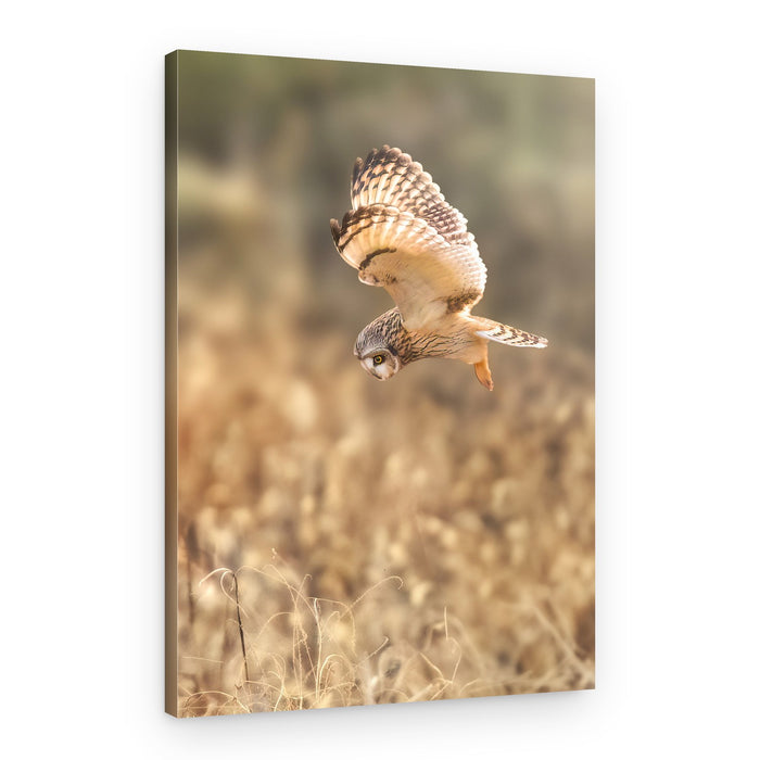 Graceful Owl In Flight – Canvas Print