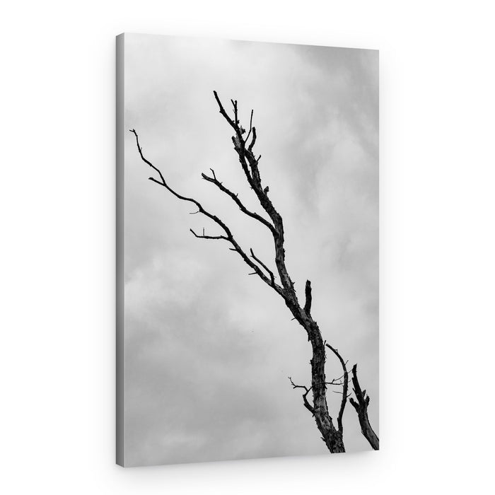Stark Bare Tree – Canvas Print