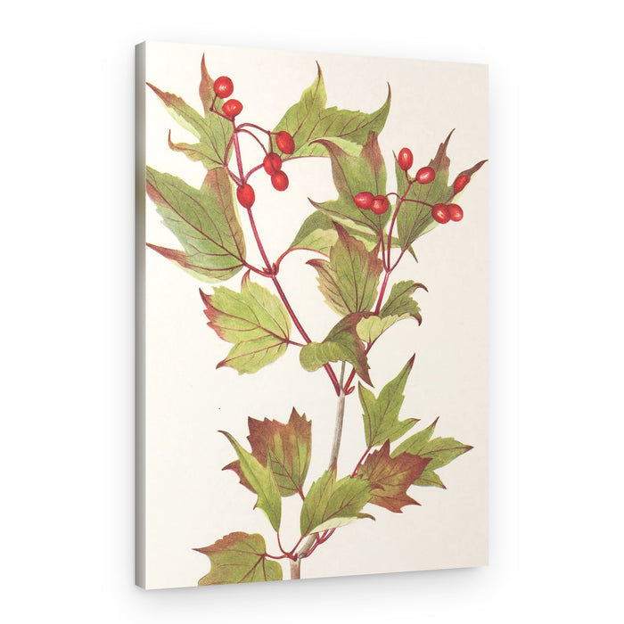 Guelder Rose From North American Wildflowers (1925) By Mary Vaux Walcott – Canvas Print
