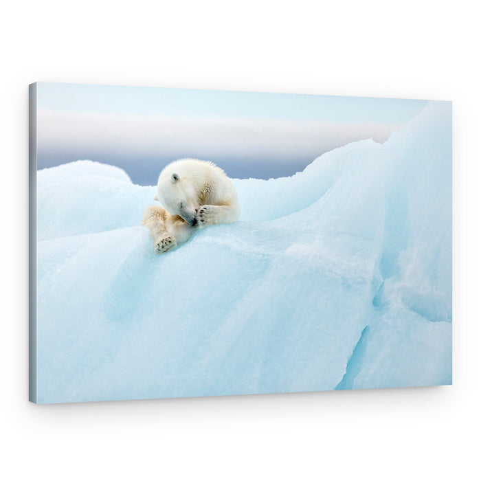 Sleeping Polar Bear Cub – Canvas Print