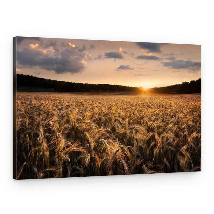 Golden Hour Wheat Field – Canvas Print