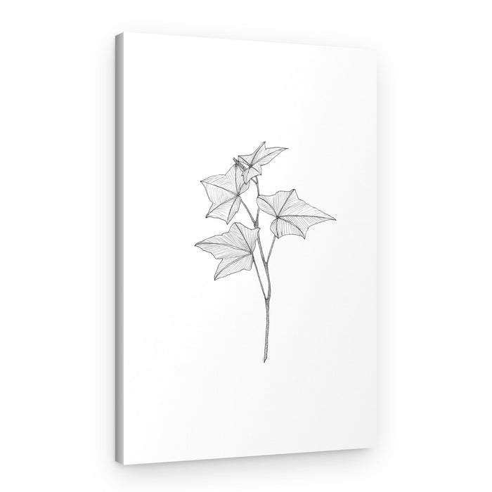 Botanical Line Art – Canvas Print