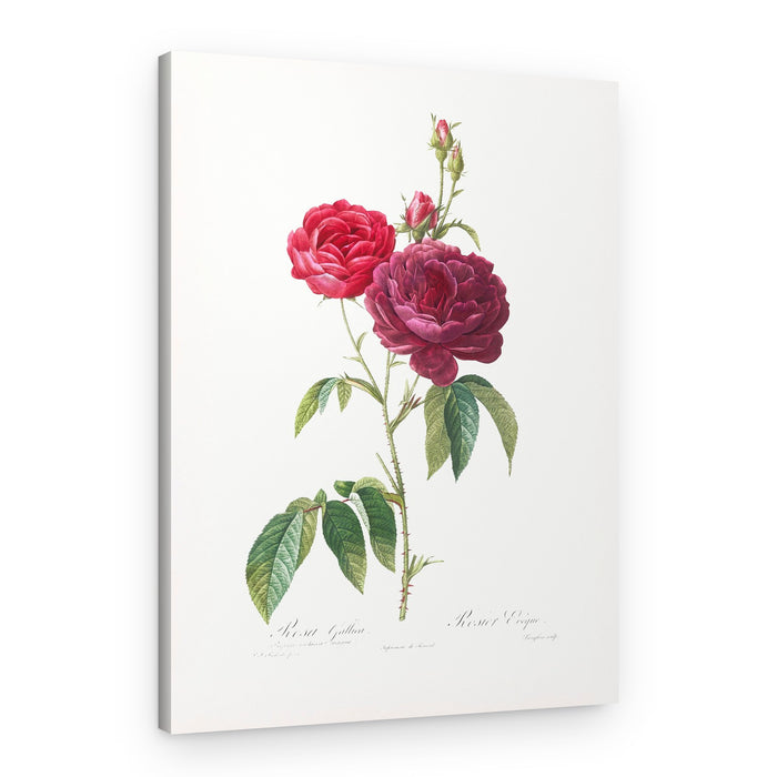 Purple French Rose, Les Roses (1817–1824) – Canvas Print