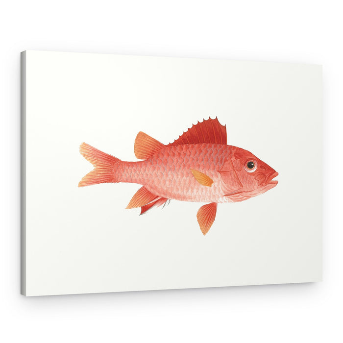 Fish – Canvas Print
