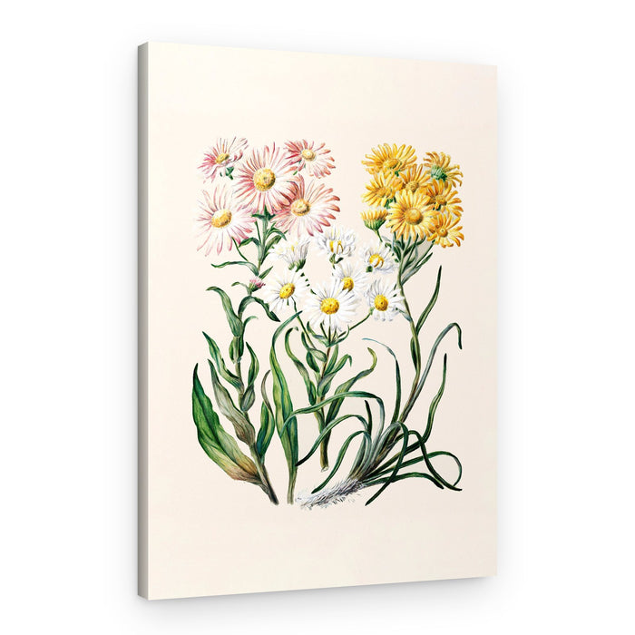 New Zealand Snow Groundsels Drawn By Featon (1848–1927) – Canvas Print