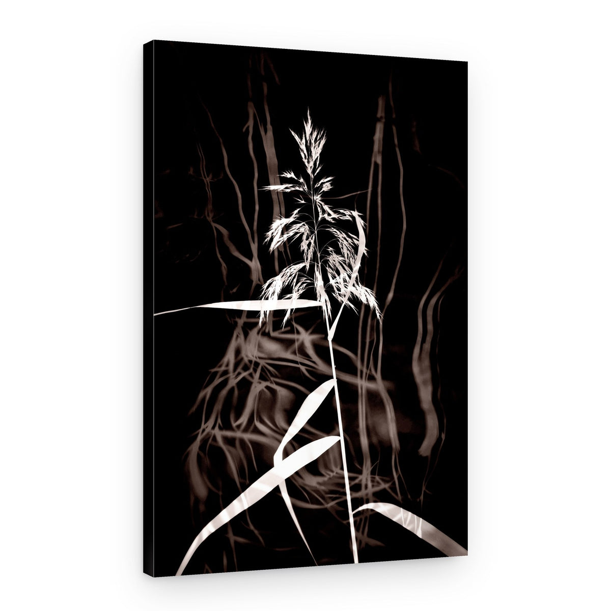 Elegant Sepia Reed – Canvas Print
