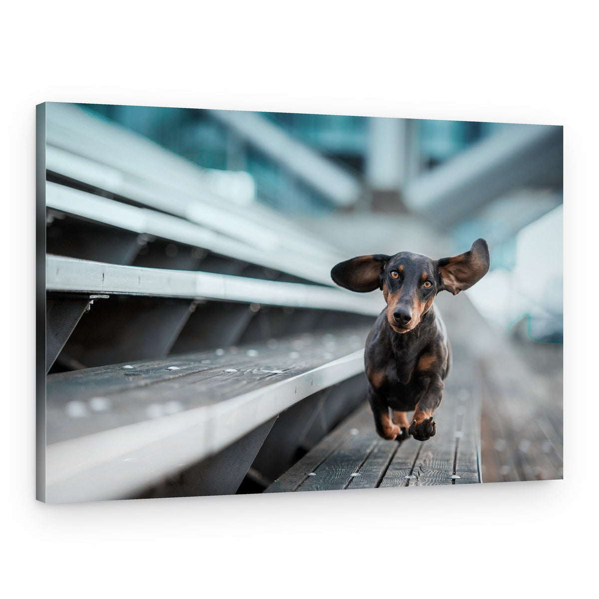 Dachshund With Flying Ears – Canvas Print