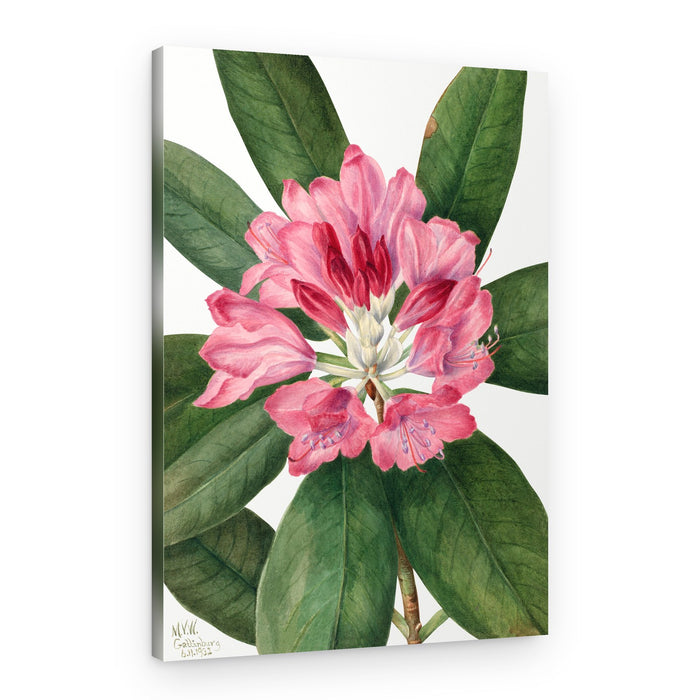 Mountain Rose Bay (1932) – Canvas Print