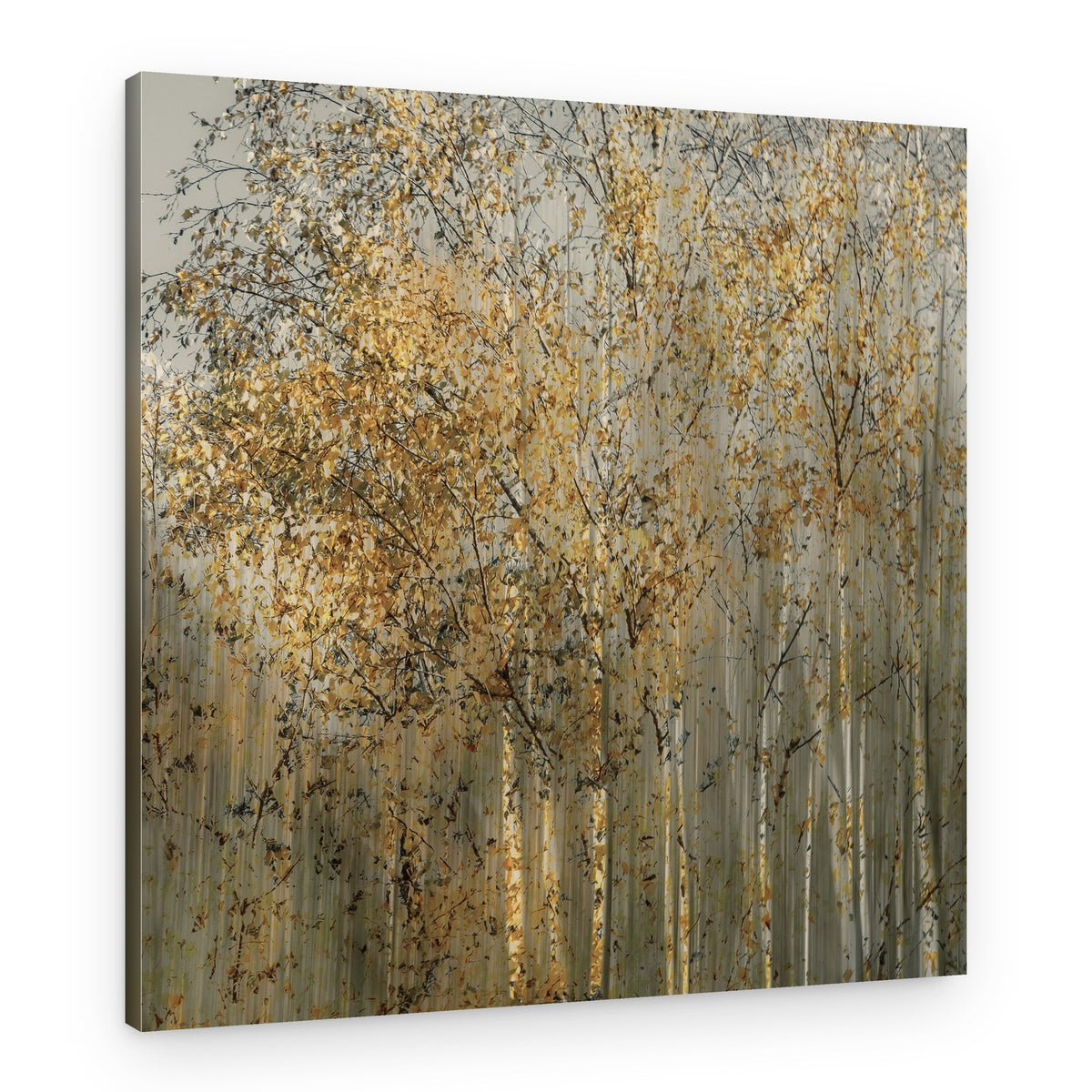 Birch impression – Canvas Print