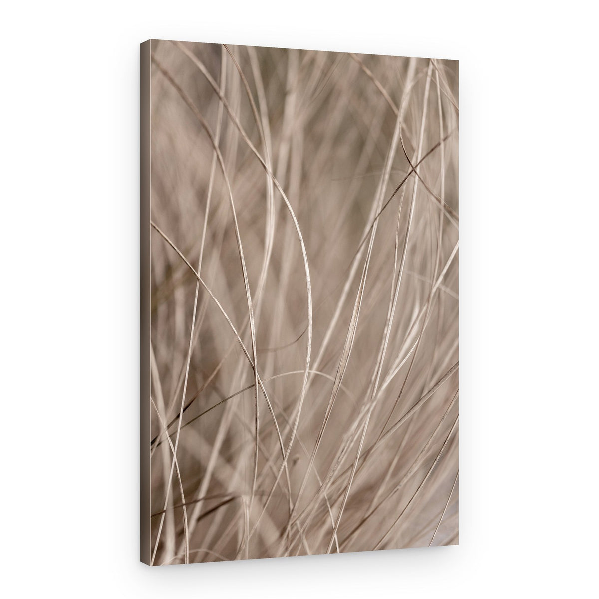 Summer Grass 3 – Canvas Print
