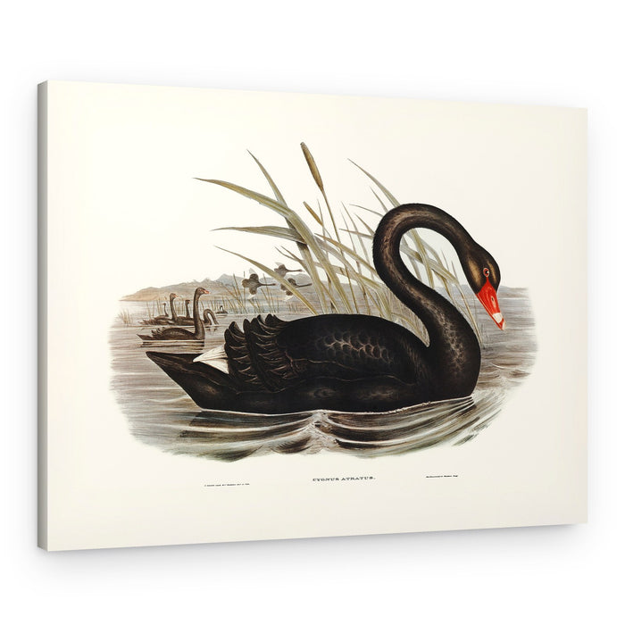 Black Swan – Canvas Print