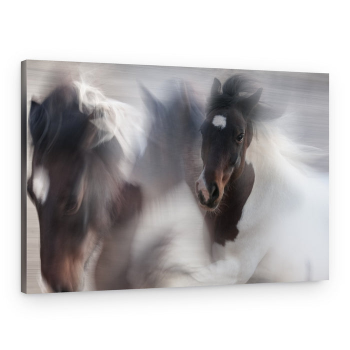 Spirited Horse Motion – Canvas Print
