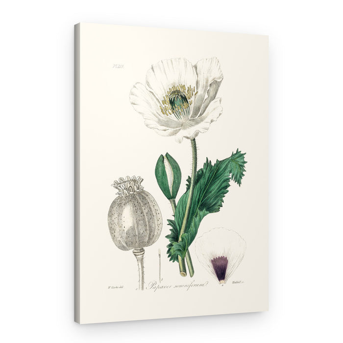 Opium Poppy (papaver Somniferum) Medical Botany – Canvas Print