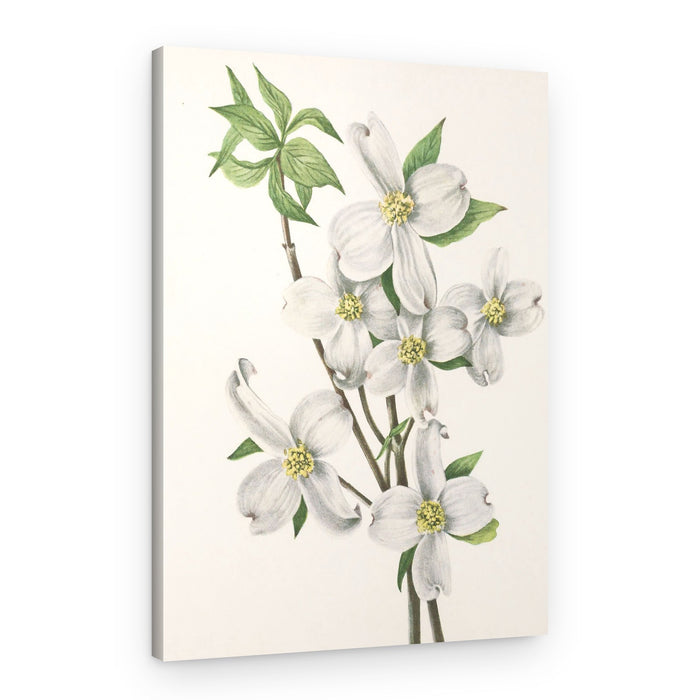 Flowering Dogwood From North American Wildflowers (1925) By Mary Vaux Walcott – Canvas Print