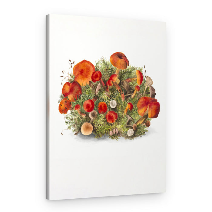 Study of Mushrooms (1880) Portrait Mode – Canvas Print