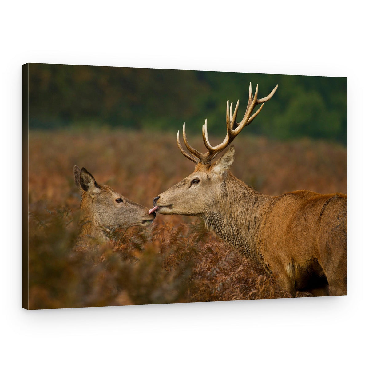 Wild Deer Affection – Canvas Print