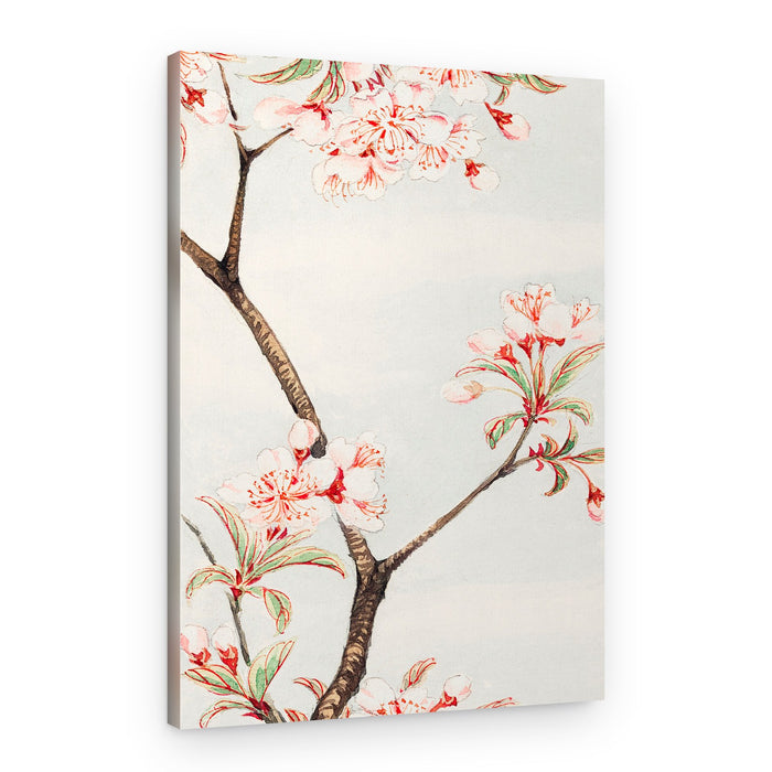 Sakura Cherry During 1870–1880 – Canvas Print