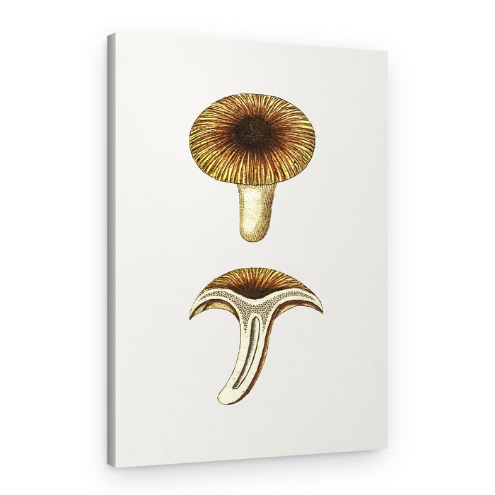 Vintage Chanterelles Edible Mushroom – Canvas Print