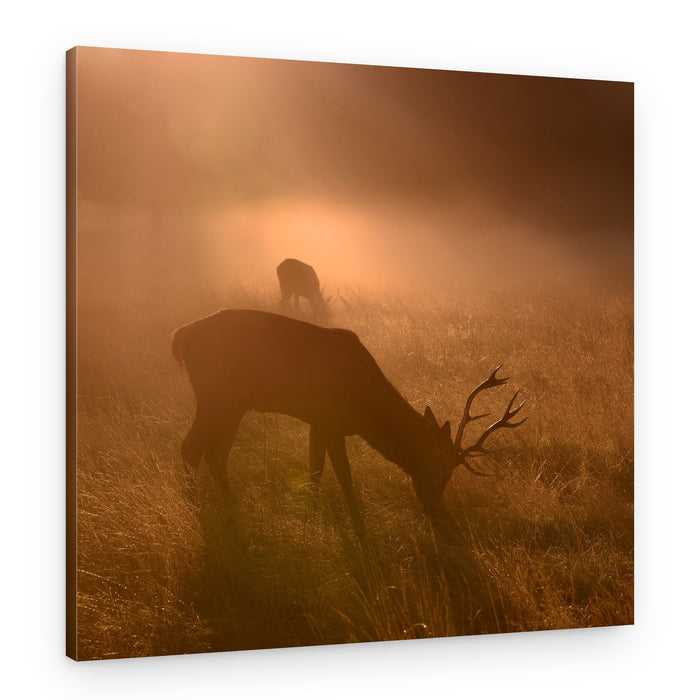 Golden Morning Stag – Canvas Print