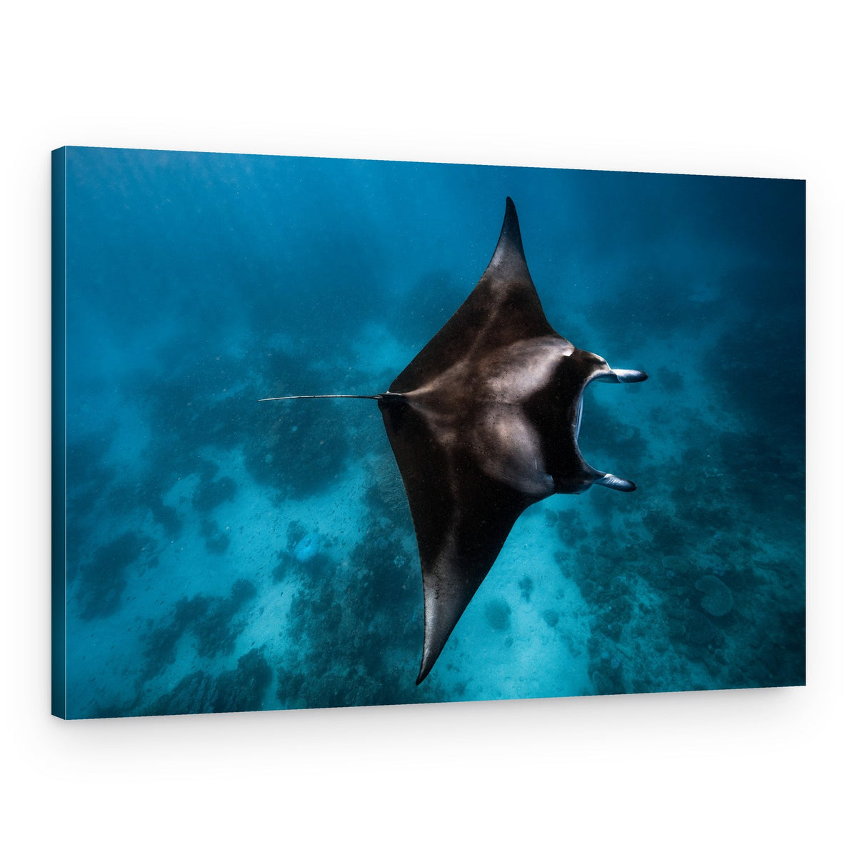 Manta Ray Underwater – Canvas Print