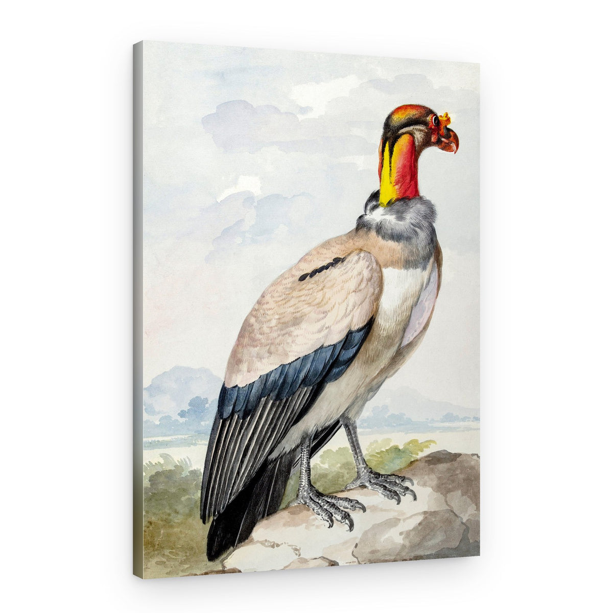 Stone Curlew – Canvas Print