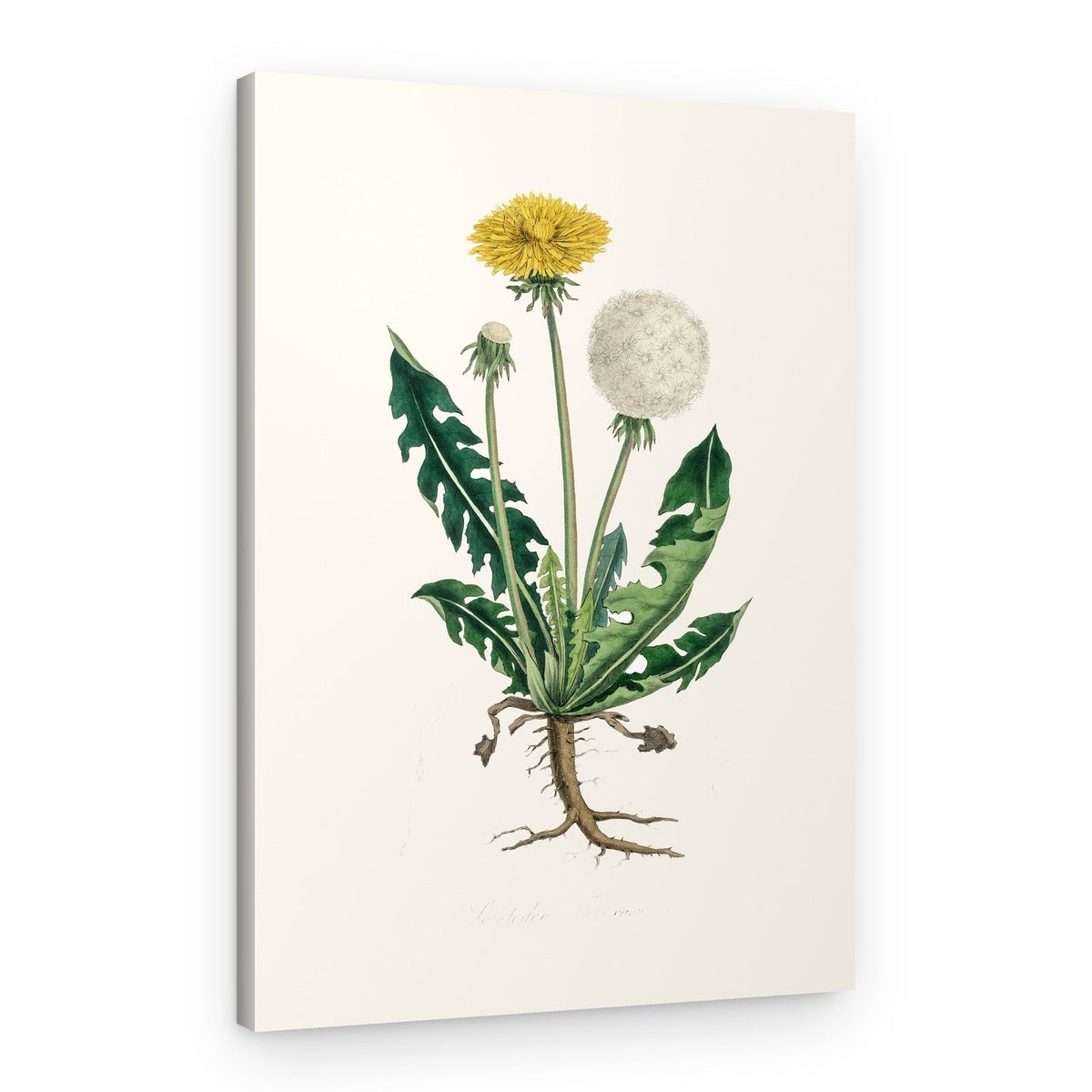 Leontodon Taraxacuma Medical Botany – Canvas Print