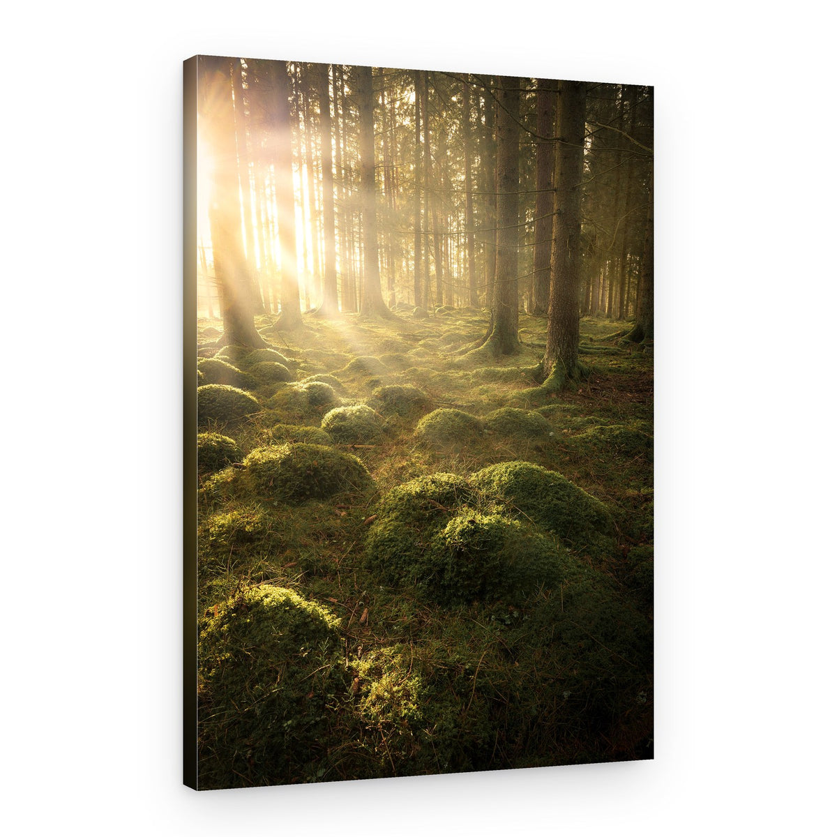 Sunlit Mossy Forest – Canvas Print