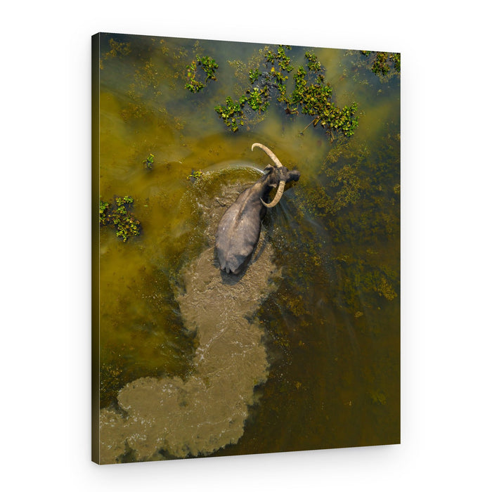 Wild Water Buffalo – Canvas Print
